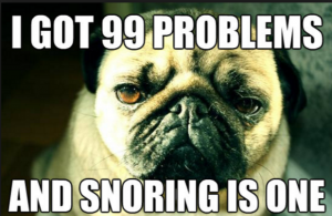 pugs snoring too - snoring meme