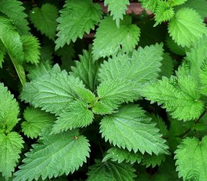 nettles proven to help with snoring